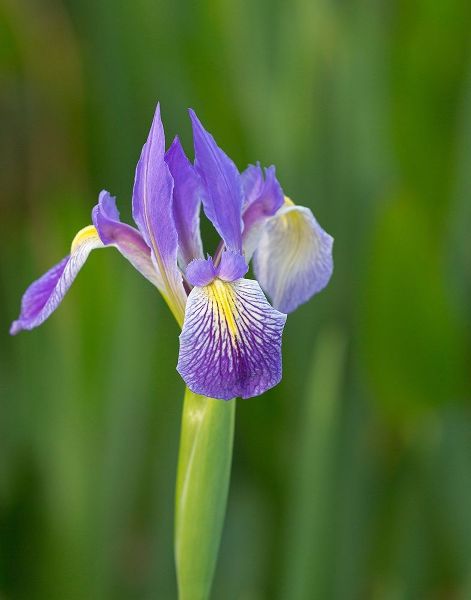 Southern blue flag iris-Iris virginica-Loxahatchee National Wildlife Refuge-Florida